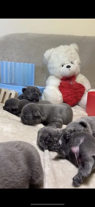 Блакитне сонечко француз