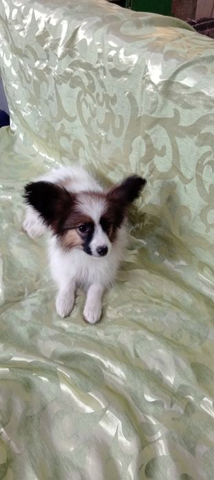 Детки папильонов.