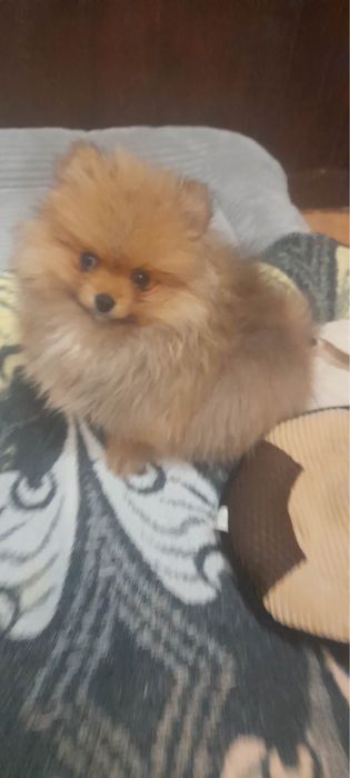 Szpic miniaturowy pomeranian