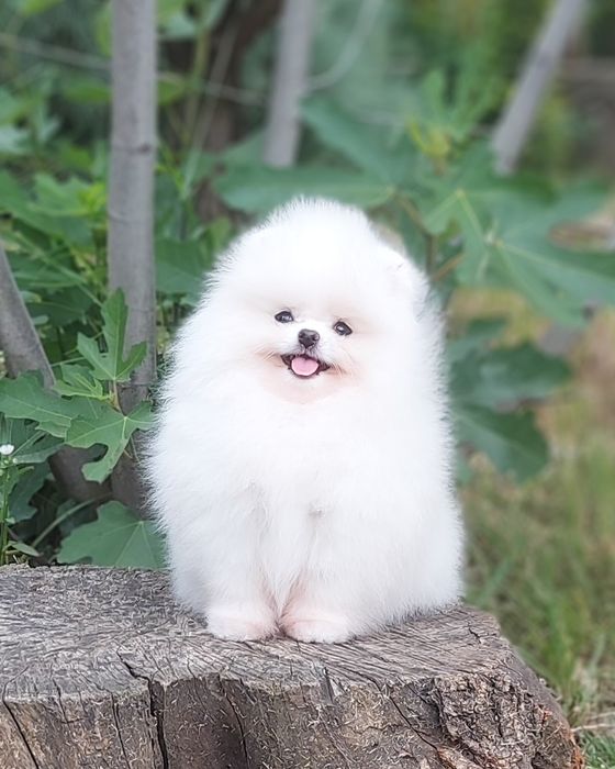 Щенки шпица девочки белые и крем