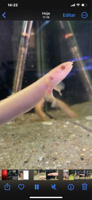 Polypterus  albinos  15 centimetros
