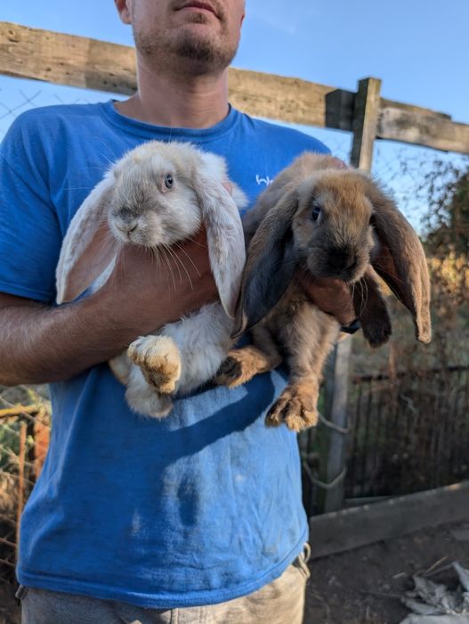 Кролики французький баран