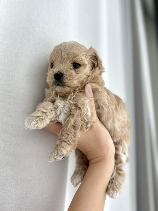 Цуценята Мальтіпу!