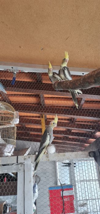 Agapornis e Caturras 2026