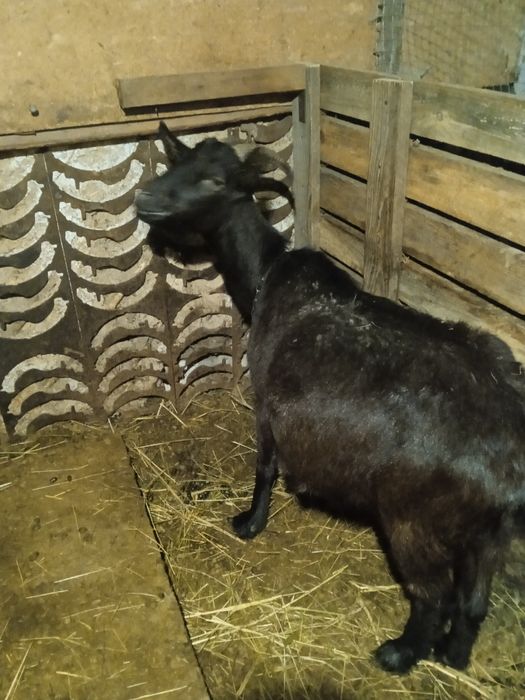 Продам котную козу.