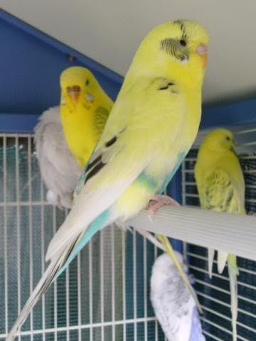 Periquitos várias mutações