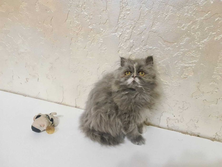 Персидская девочка голубая с белым