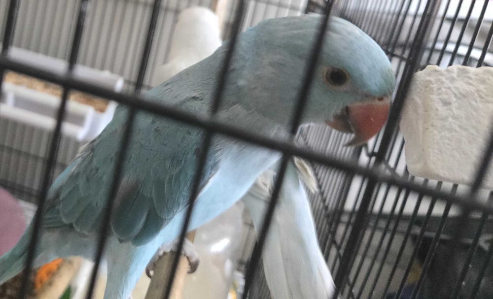 Casal de ring neck (3 meses)