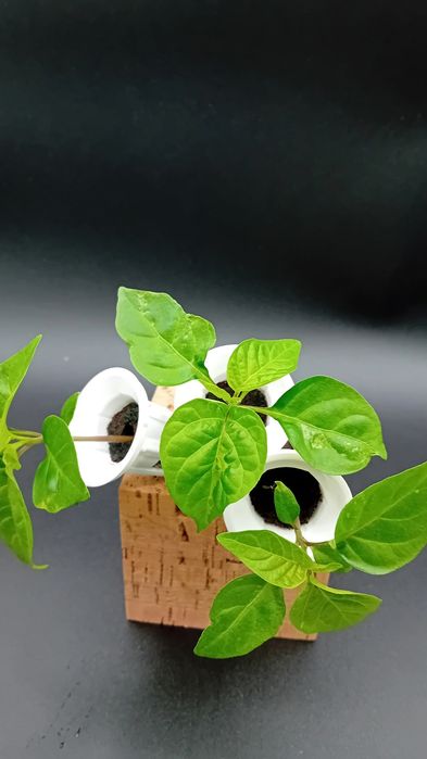 Mudas de carolina reaper, a pimenta mais picante do mundo