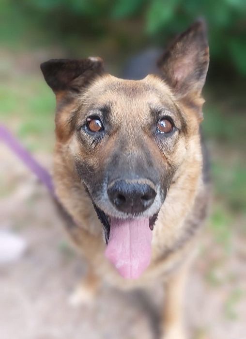 Energiczna seniorka Kobra szuka domu!