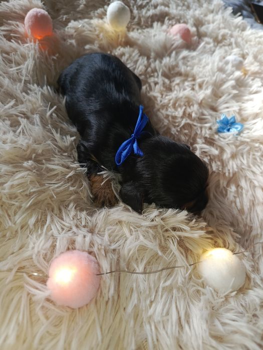 Cavalier King Charles spaniel Zapowiedź miotu