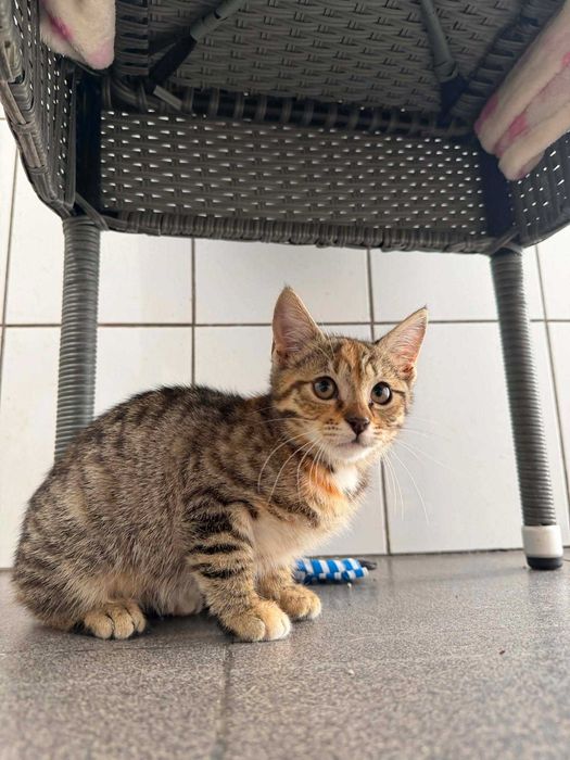 Kotka BRATKA adopcja schronisko młoda kot