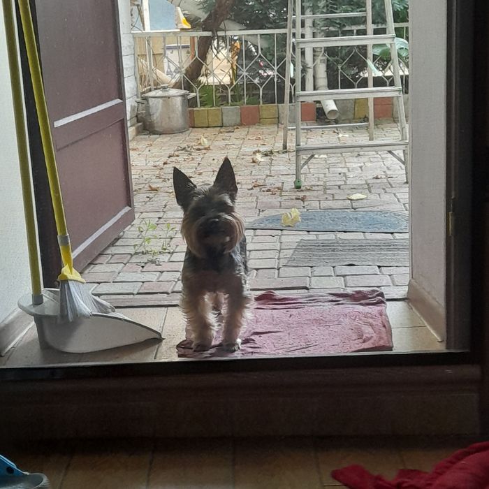 Йокширский терьер 2 года ждет в гости невесту