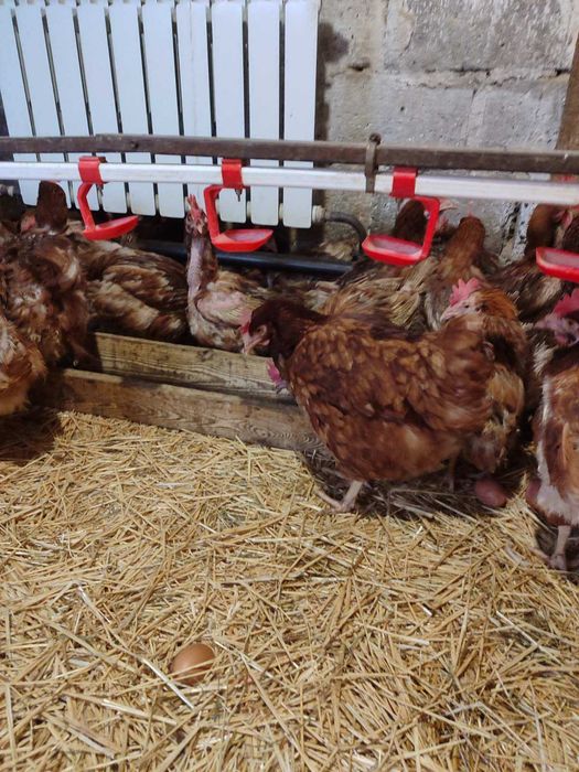 Продам кури несушки! Доставка безкоштовна. Обухів!