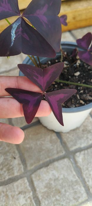 Planta Oxalis triangularis (trevo roxo)