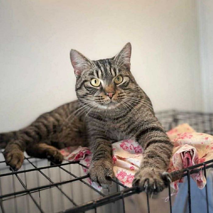 Przeuroczy kocurek Andiamo szuka domu