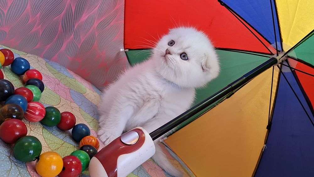 Шикарные котята короткошёрстные