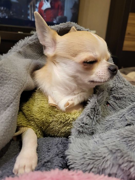 Чіхуа хлопчик вязка