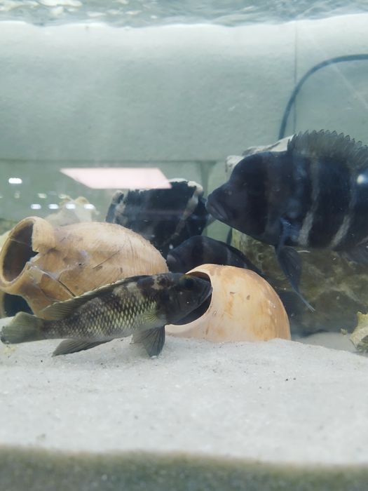 Lepidiolamprologus lemairi sibwesa f1