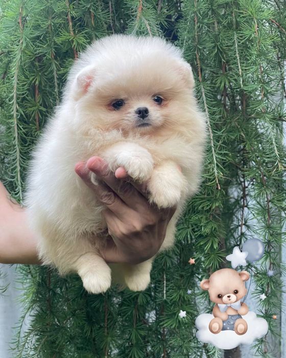 Солоденький хлопчик померанський шпіц