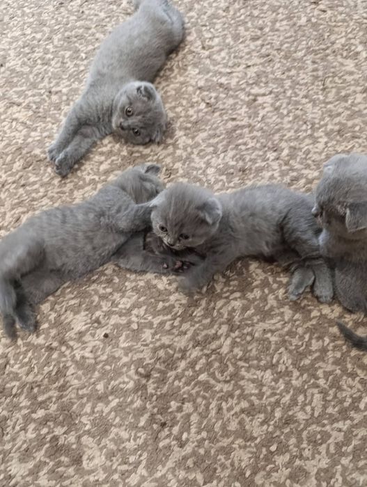 Шотландські котята