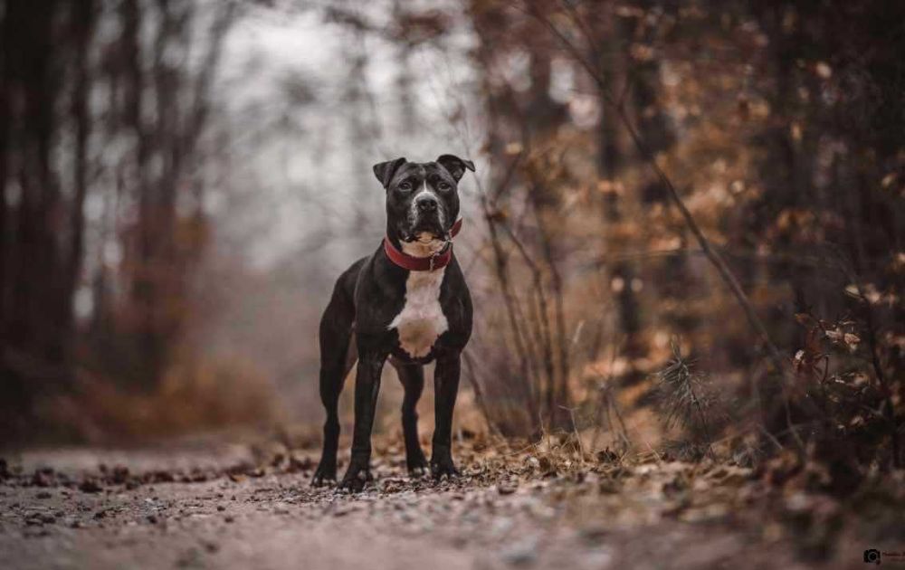 Porzucony ttb Taj; czy uda mu się znaleźć dom?