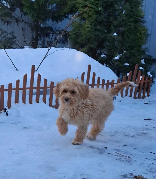 Самички Мальтіпу F1 стандартного розміру — 6 місяців