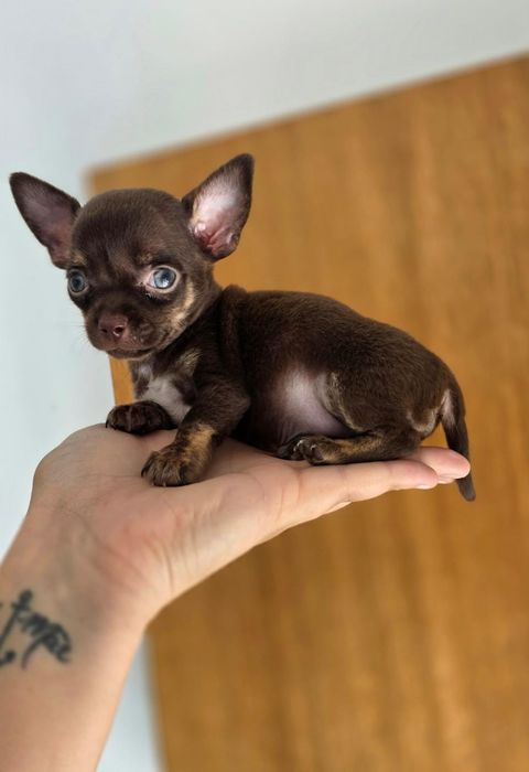 Chihuahua Macho Pêlo Curto