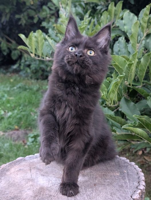 Czarny kocurek Maine Coon Zapraszamy