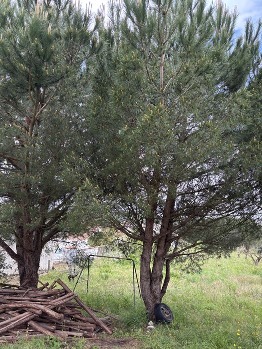 Vende-se Pinheiros adultos