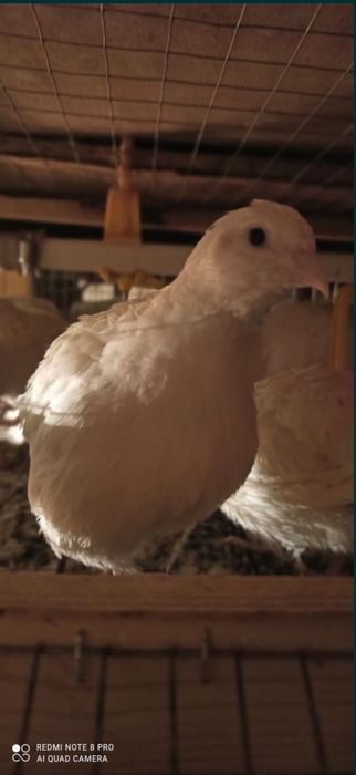 Перепілка несушка техас,фенікс.