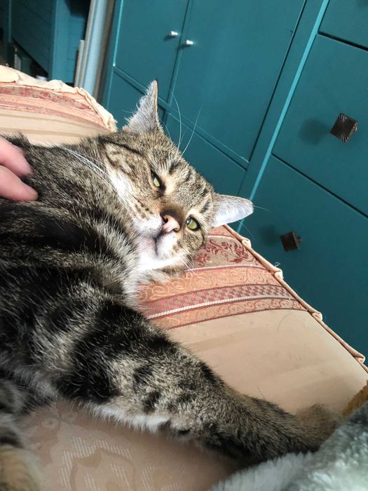 Maniuś - wyjątkowy kot szuka bezpiecznego domu