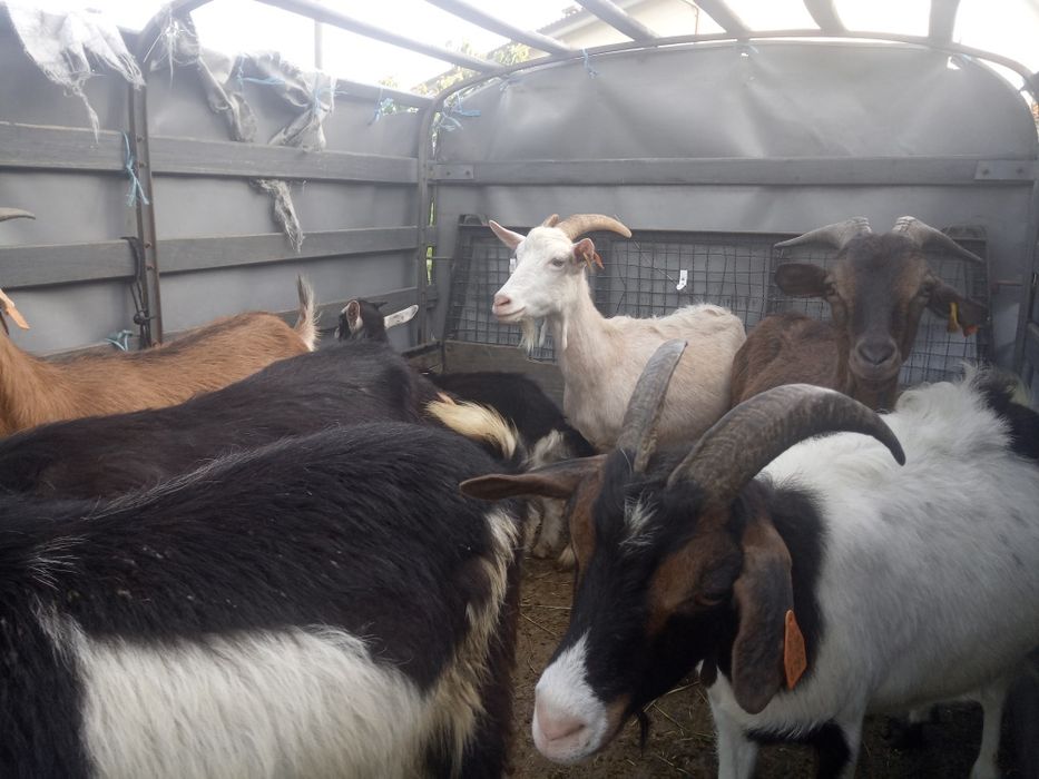 Cabras novas penhas