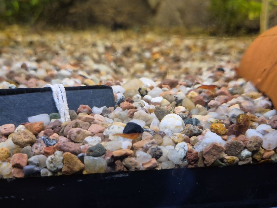 krewetki Bloody Mary