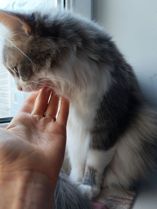 Яша терміново шукає дім! SOS