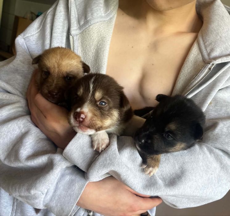 Szczenięta Husky do adopcji