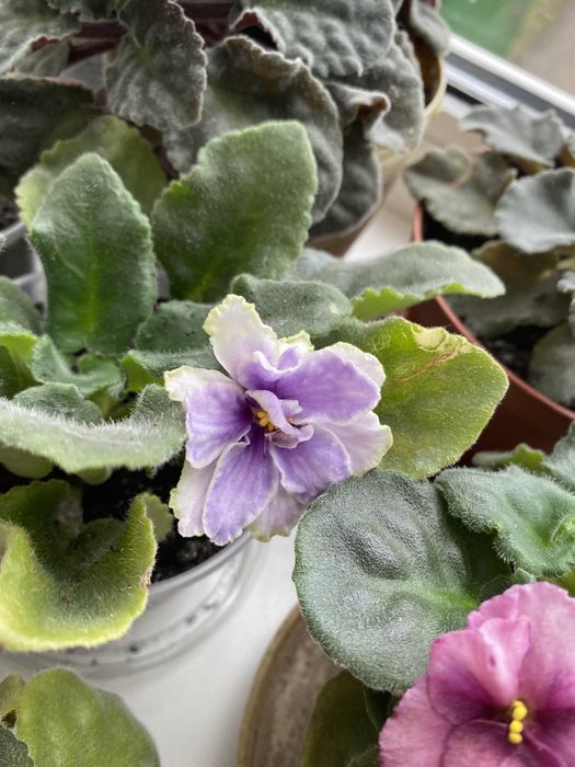Фіалка кімнатна