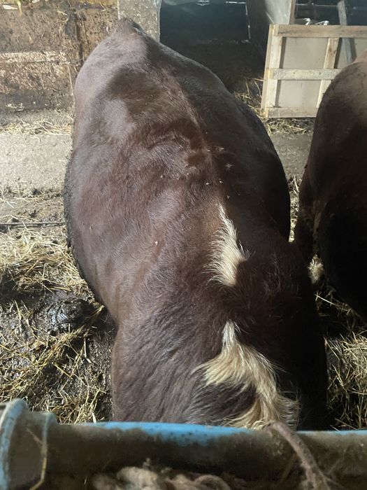 Byczki 100% Hereford