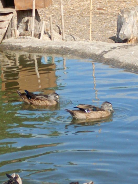 Patos carolinos e mandarins