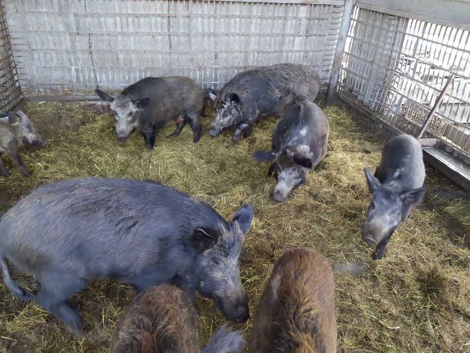 Продам Кабанів різного віку