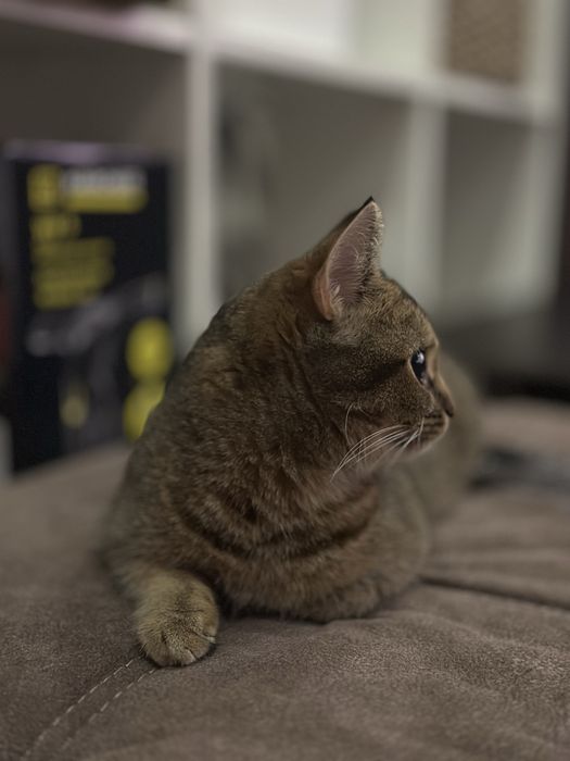 Віддам в добрі руки кішечку британська прямовуха метис