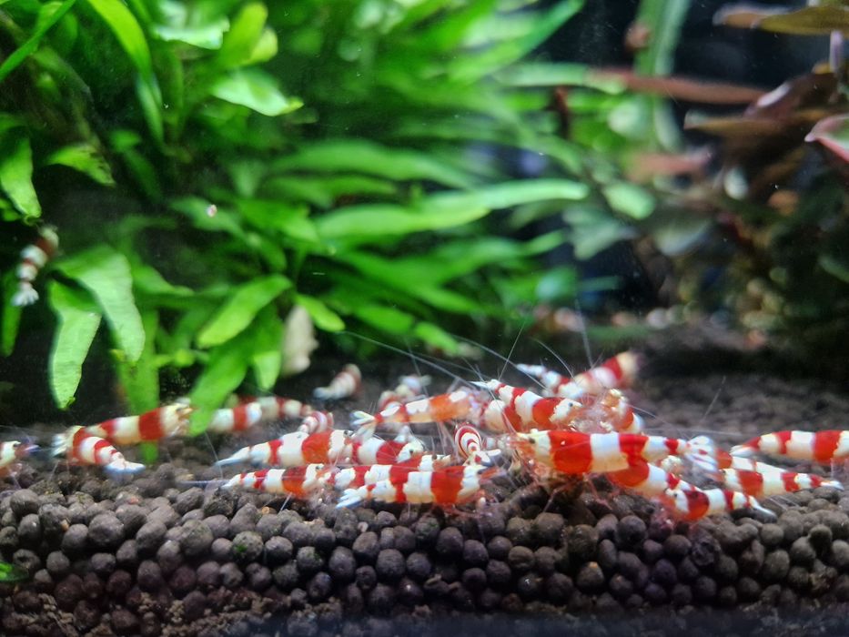 Krewetki caridina PRL PURE Red Line