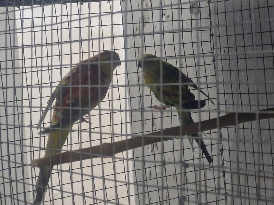 Red rumped para troca