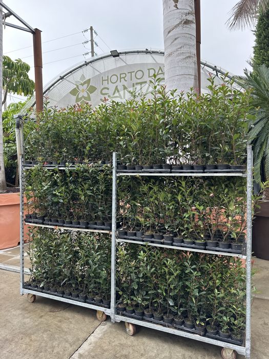 Photinia Carre Rouge -  80/100cm