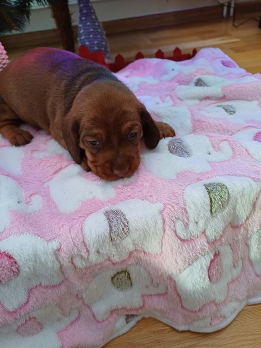 Jamnik miniaturowy  krótkowłosy  suczka