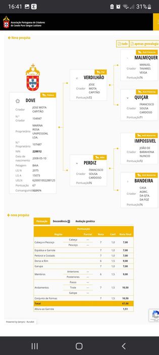 Eguas de Qualidade Lusitanas