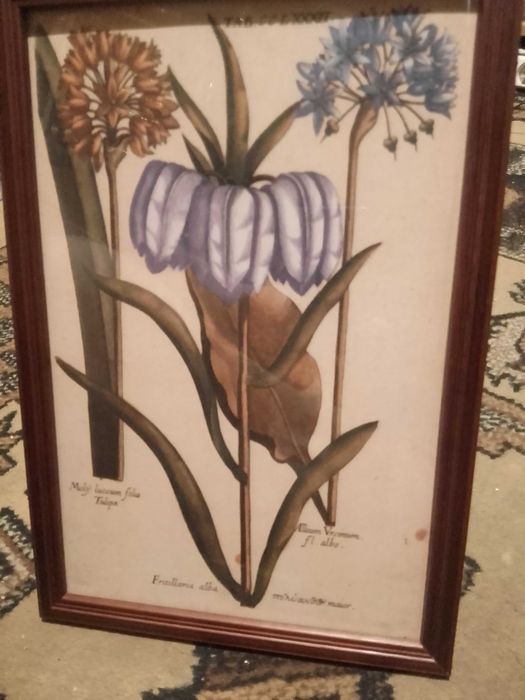 Kwiaty 1620 r. - Zielnik  reprint XVII w. grafik