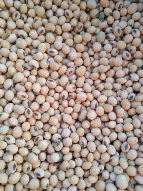 Соя гм продам 60 -+100тон