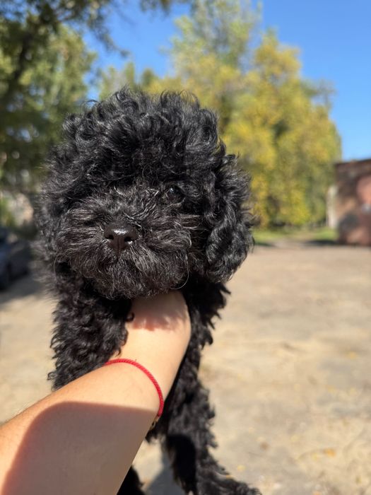 Маленький хлопчик той пуделя
