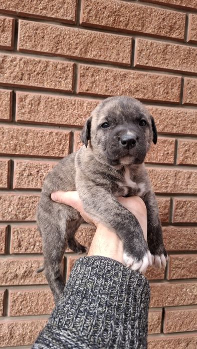 Щенки. Канадский дог. Метис. Цуценята